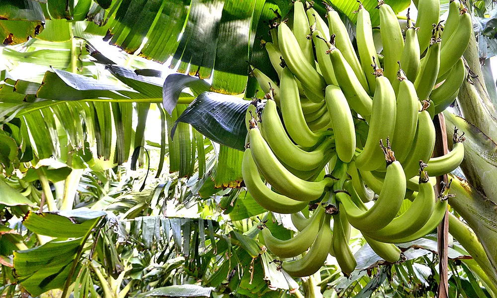 Agro dominicano tiene alto nivel de cobertura en productos vitales