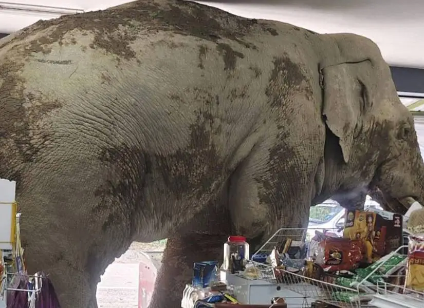 Un elefante hambriento entró a una tienda en Tailandia y empezó a comerse todo a su paso