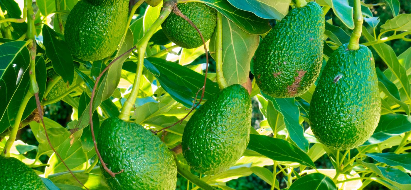 Productores de aguacate, batata y lechosa del Valle de San Juan, realizaron exportaciones superior a los 14 millones de pesos.