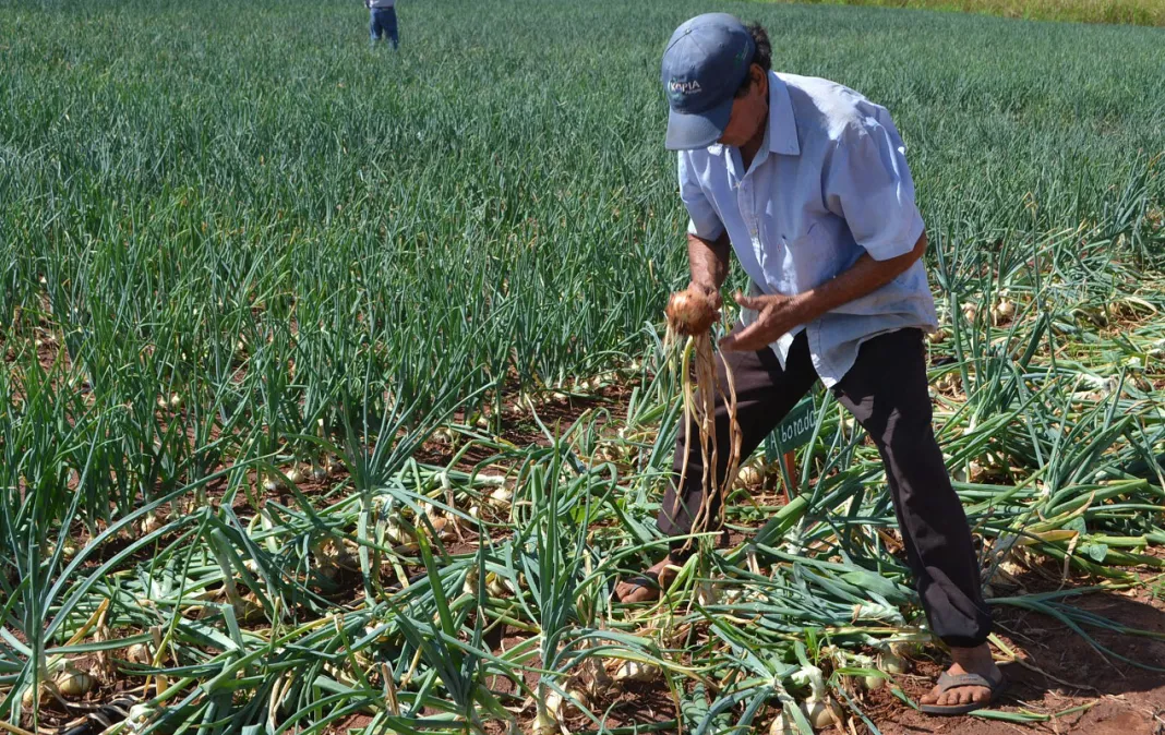 Agricultores del municipio Peralta, en la provincia de Azua, enfrentan serias dificultades