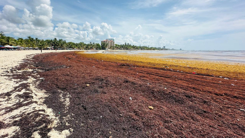 Sargazo invade playas de Juan Dolio y golpea al turismo local