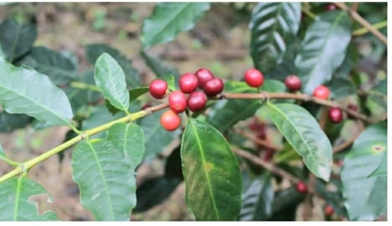 En Ocoa: caficultores califican como “desastrosa” la situación en zonas cafetaleras por lluvias