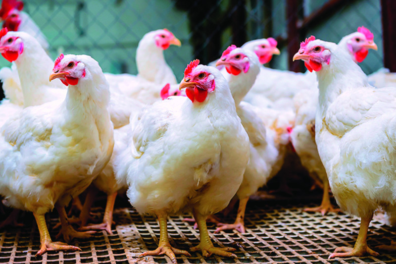 Comerciantes dicen pollo podría llegar a RD$200 la libra por desabastecimiento