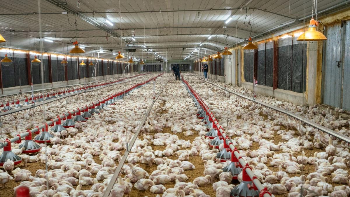 Garantizan abastecimiento a la demanda de pollo en Navidad y Año Nuevo