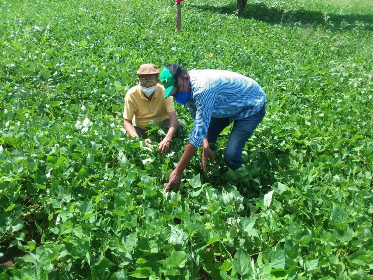 En San Juan: Antonio Fermín afirma cosecha de habichuelas muestra apoyo del gobierno a productores.