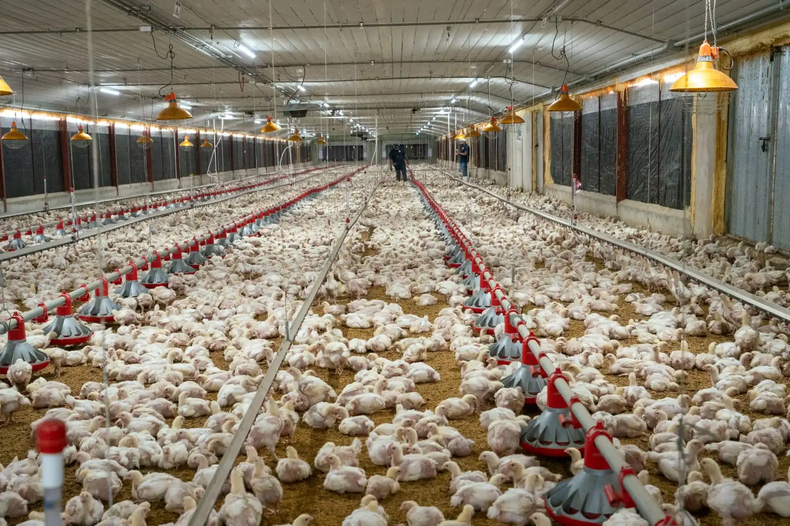 Garantizan estabilidad en precios del pollo pese a crisis internacional