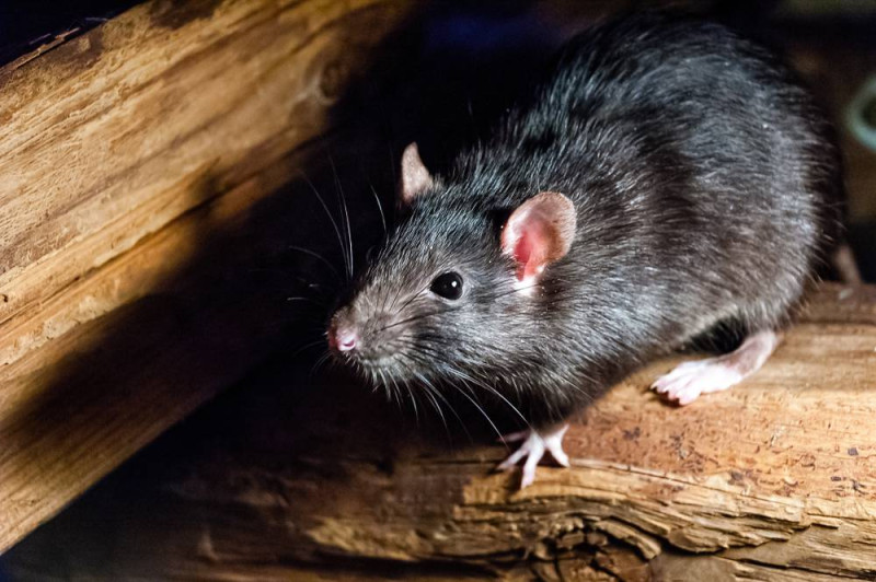 No hay ninguna evidencia de hantavirus en RD; dice Salud Pública, orienta sobre medidas preventivas