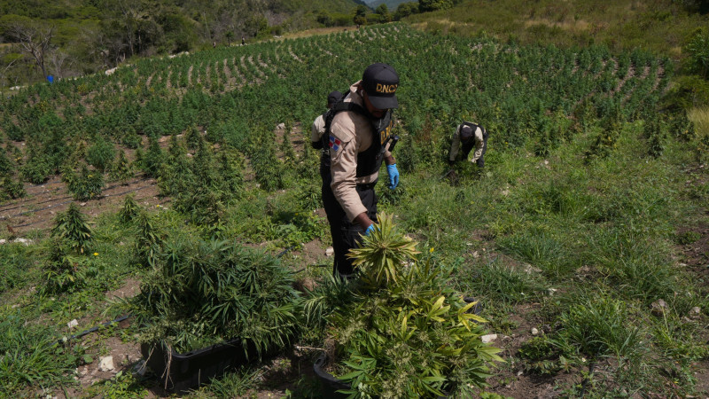 DNCD desmantela finca con más de 3,000 plantas de marihuana en San José de Ocoa