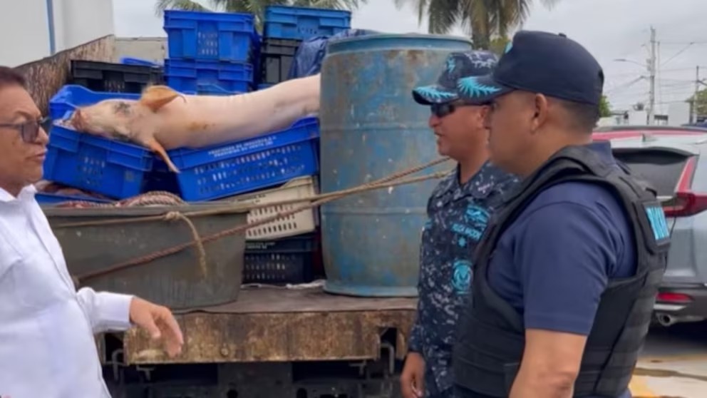 Descubren matadero clandestino con carne y vísceras almacenadas en condiciones insalubres