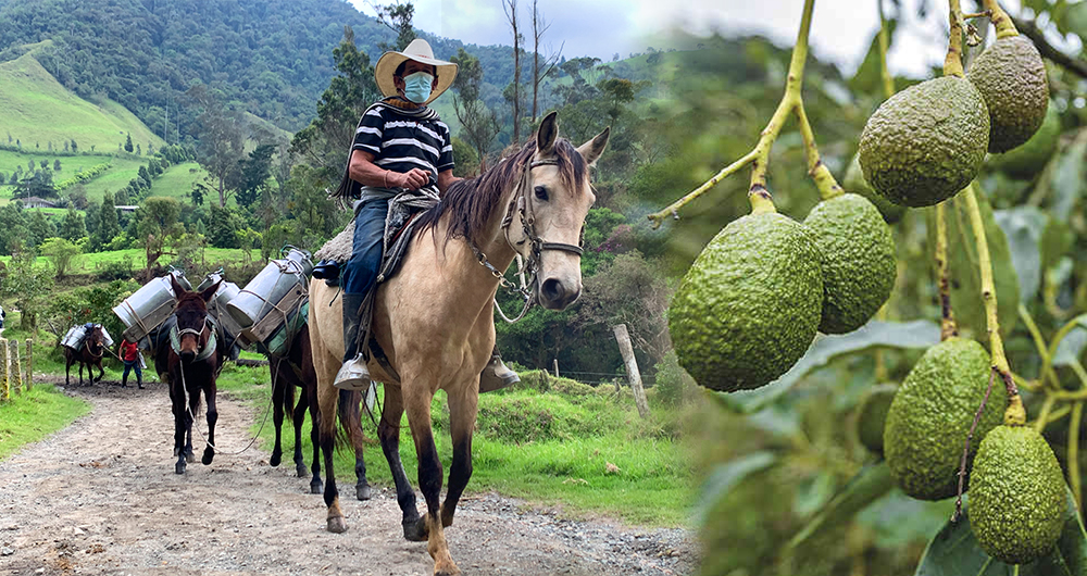 Un aguacate al día: la receta científica para proteger tu sistema circulatorio