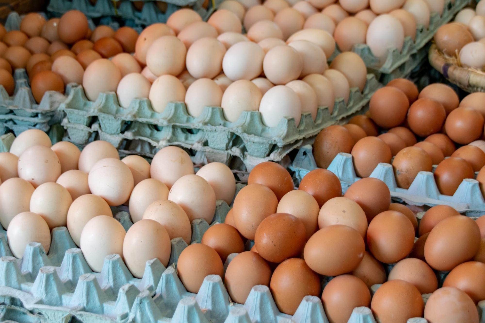 RD reanuda las exportaciones de huevos a Cuba con envío de más de 3.9 millones de unidades