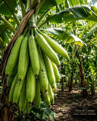 Productores de plátano denuncian crisis por sobreoferta y competencia desigual