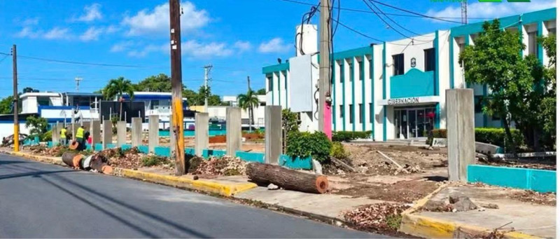 Indignación en Baní por tala masiva de robles históricos