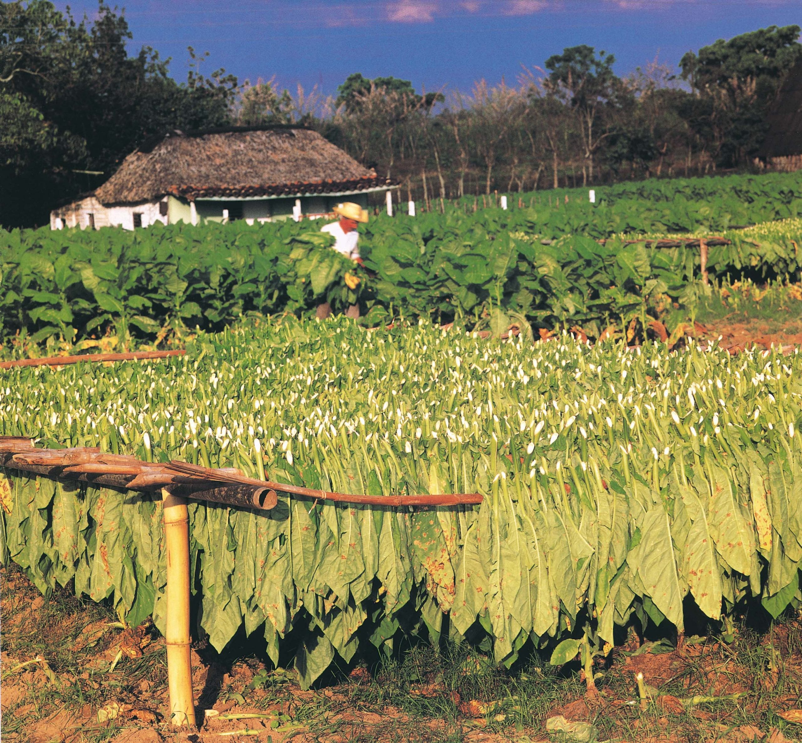 República Dominicana proyecta producir 33.000 toneladas de tabaco en la cosecha 2026-2027